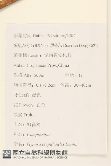 野茼蒿藏品圖，第2張