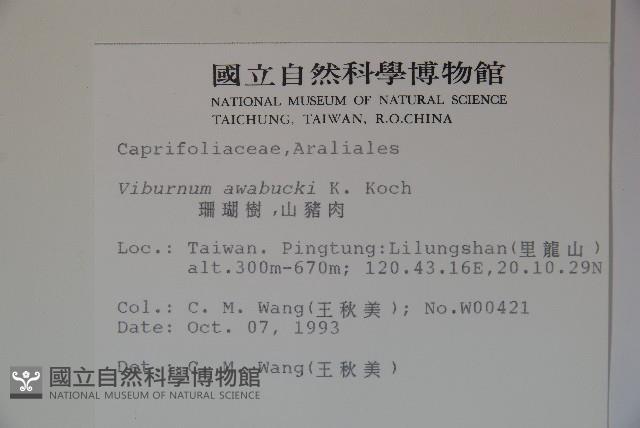 珊瑚樹藏品圖，第2張