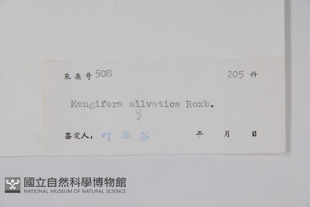 林生芒果藏品圖，第2張