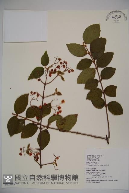 呂宋莢迷藏品圖，第1張