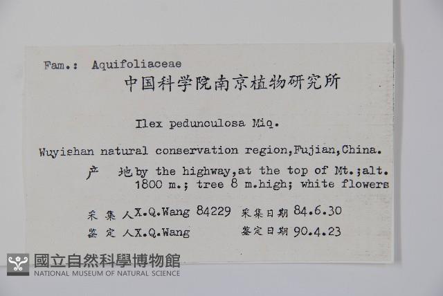 刻脈冬青藏品圖，第2張