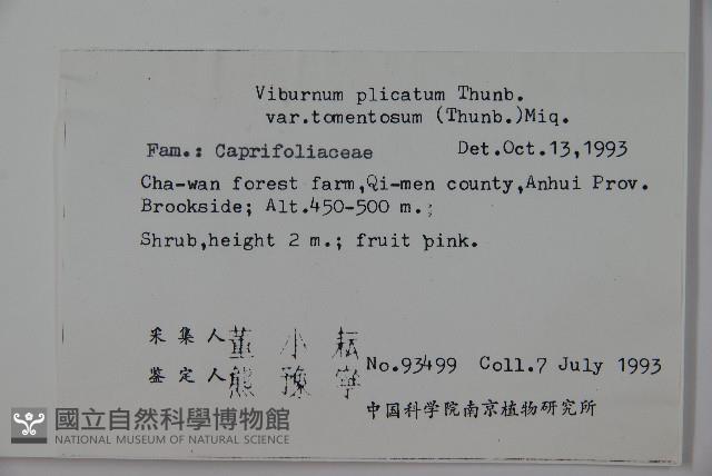 蝴蝶莢迷藏品圖，第2張