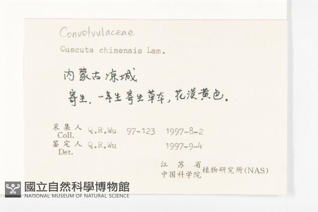 中國菟絲子藏品圖，第2張