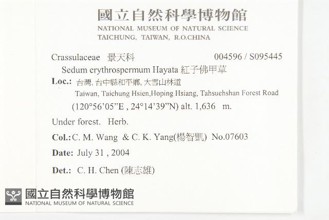 紅子佛甲草藏品圖，第2張