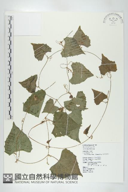 黑果馬交兒藏品圖，第1張