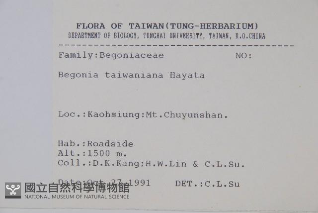 臺灣秋海棠藏品圖，第2張