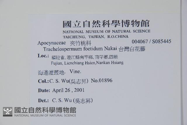 台灣白花藤藏品圖，第2張