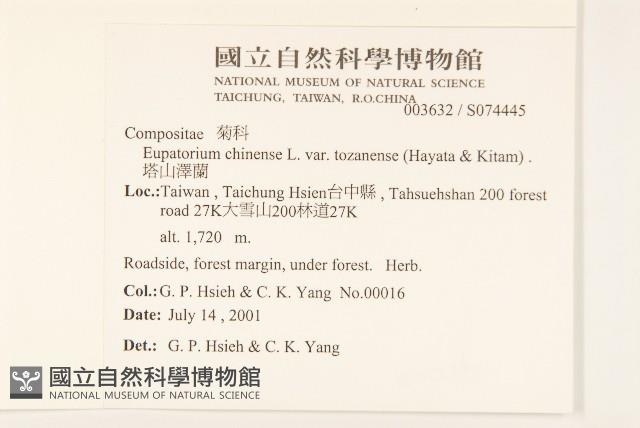 塔山澤蘭藏品圖，第2張