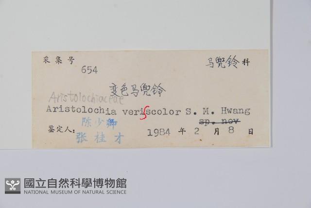 變色馬兜鈴藏品圖，第2張