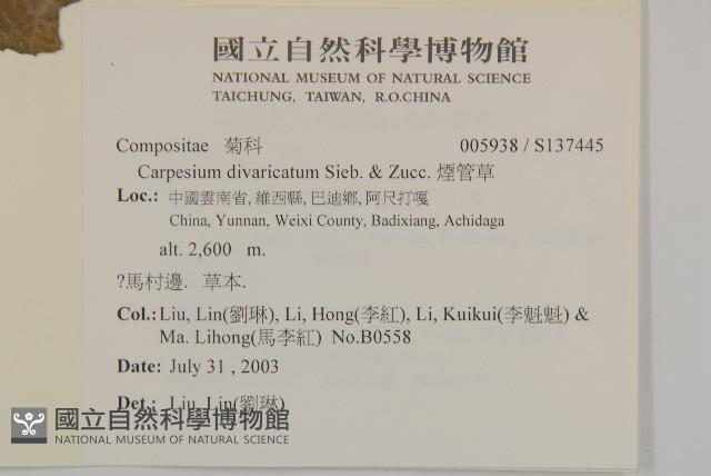 煙管草藏品圖，第2張