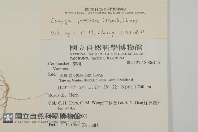 日本假蓬藏品圖，第2張