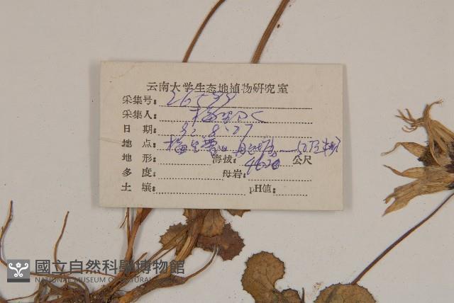 喜馬拉雅垂頭菊藏品圖，第2張