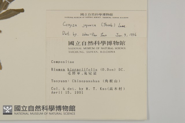 日本假蓬藏品圖，第2張