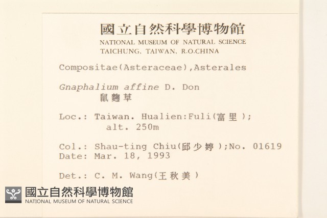 鼠麴草藏品圖，第2張