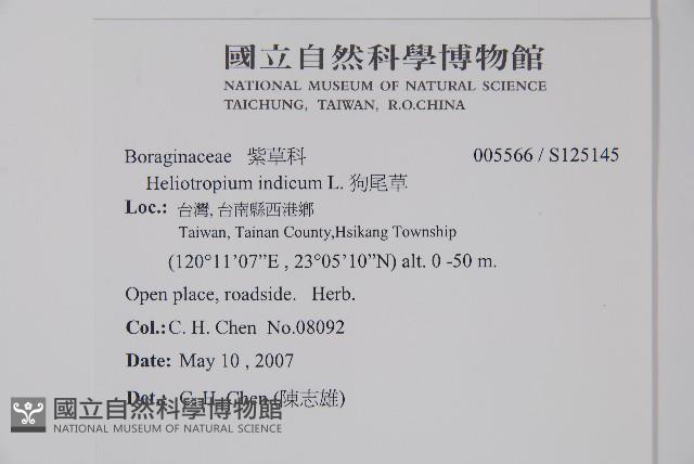 狗尾草藏品圖，第2張