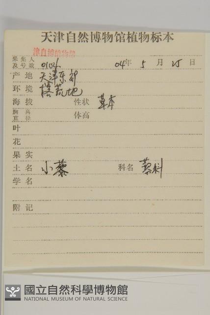 藜、灰藜藏品圖，第2張