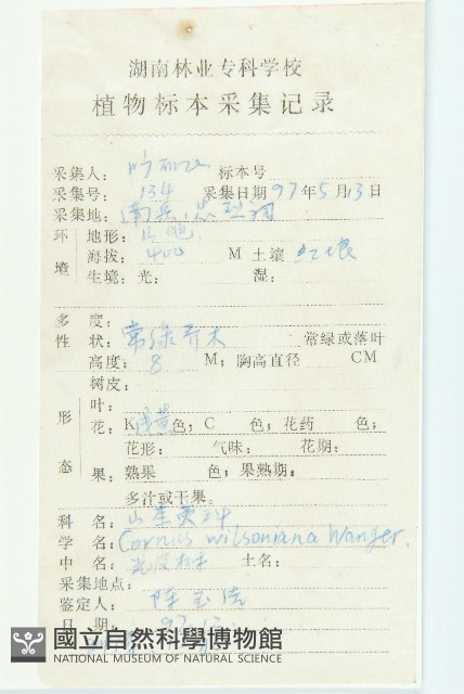 光皮樹藏品圖，第2張