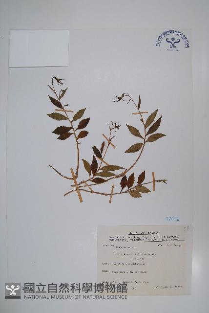 高山沙參藏品圖，第1張