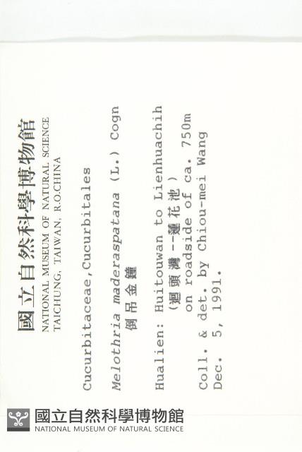 倒吊金鐘、天花藏品圖，第2張