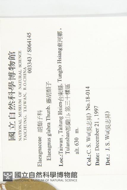 藤胡頹子藏品圖，第2張