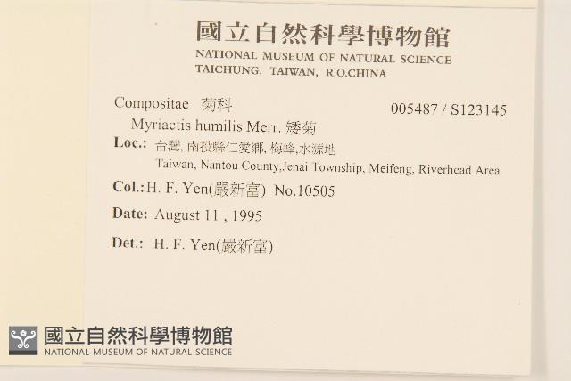 矮菊藏品圖，第2張