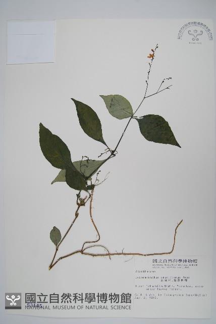 針刺草藏品圖，第1張