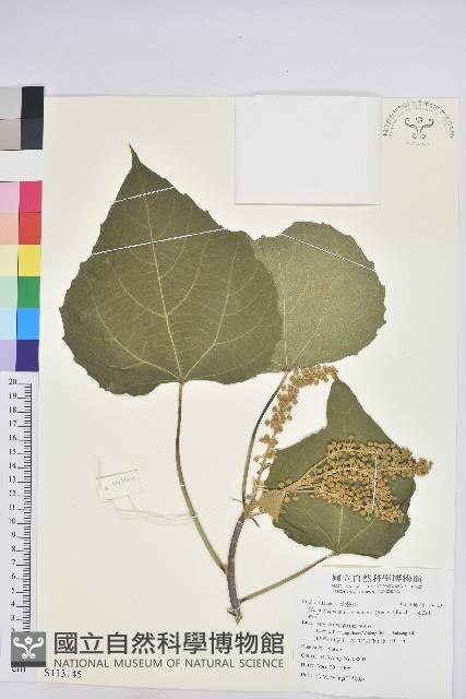 蟲屎藏品圖，第1張