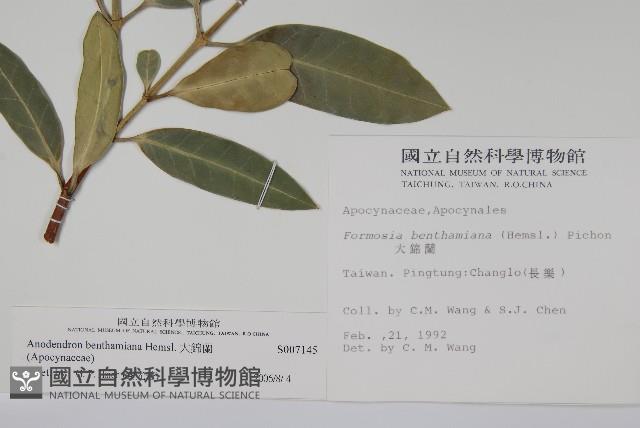 大錦蘭藏品圖，第2張