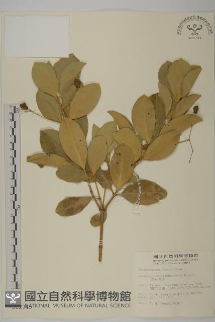 交趾衛矛藏品圖，第1張