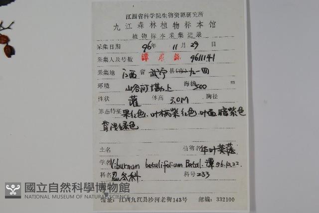 樺葉莢迷、玉山莢迷藏品圖，第2張