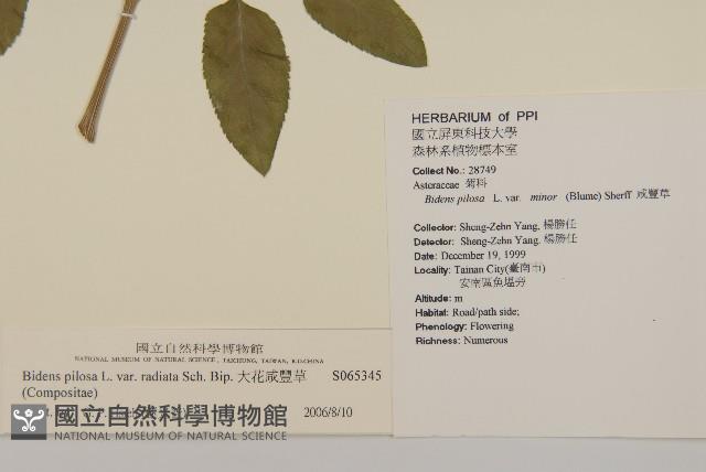 大花咸豐草藏品圖，第2張