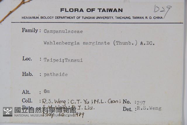 細葉蘭花參藏品圖，第2張