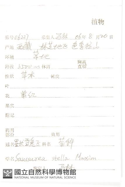 星狀風毛菊藏品圖，第2張