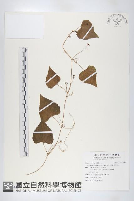 黑果馬交兒藏品圖，第1張