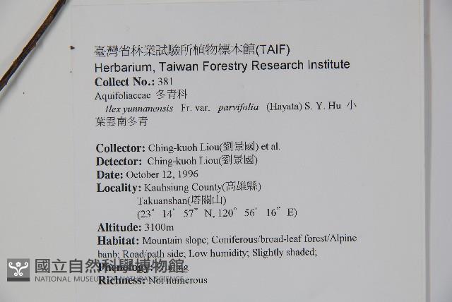 雲南冬青藏品圖，第2張