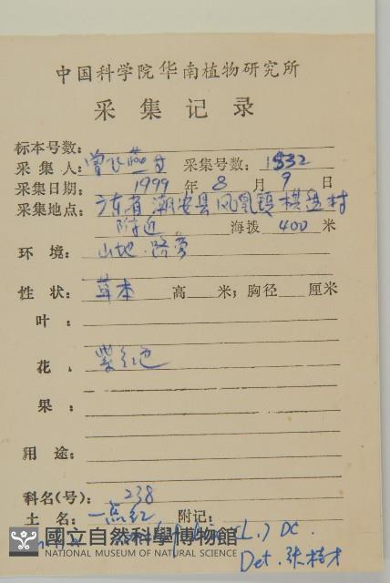 紫背草藏品圖，第2張