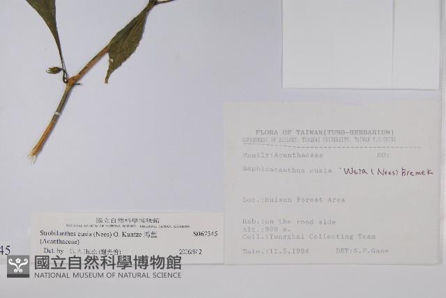 腺萼馬藍藏品圖，第2張