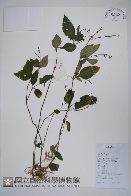 針刺草藏品圖，第1張