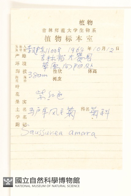 草地風毛菊藏品圖，第2張