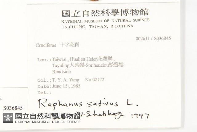 蘿蔔、夢卜藏品圖，第2張