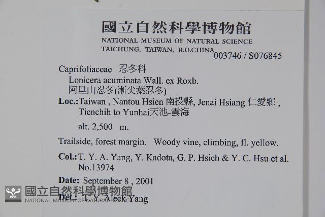 阿里山忍冬、漸尖葉忍冬藏品圖，第2張