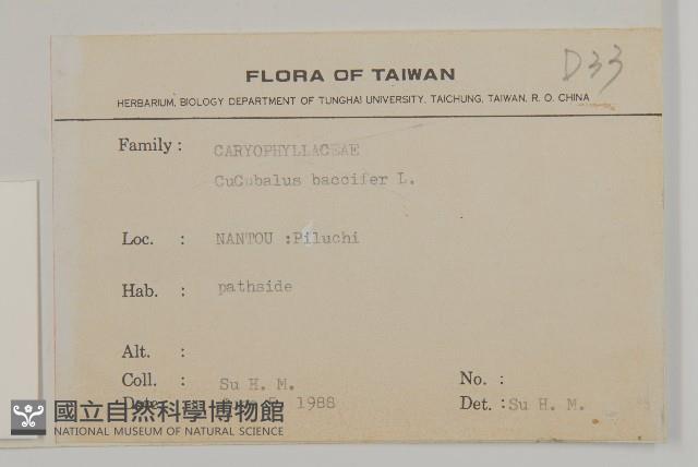 狗筋蔓藏品圖，第2張