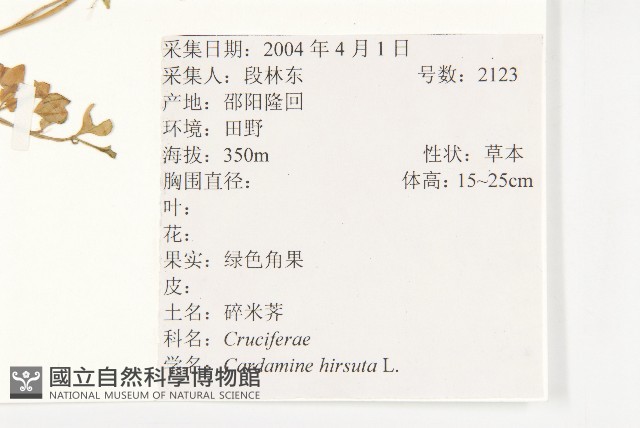 碎米薺藏品圖，第2張