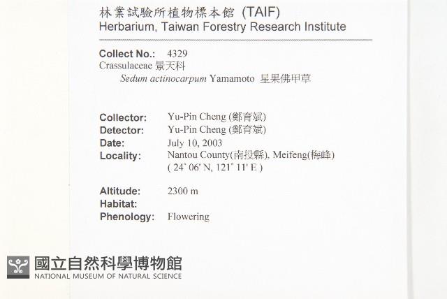 星果佛甲草藏品圖，第2張