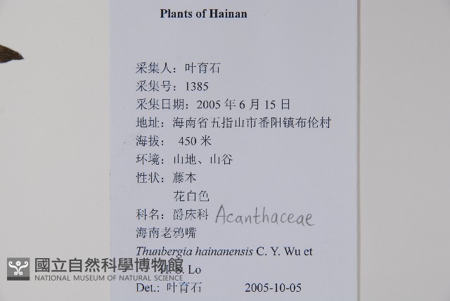 海南山牽牛藏品圖，第2張