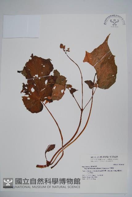 水鴨腳藏品圖，第1張