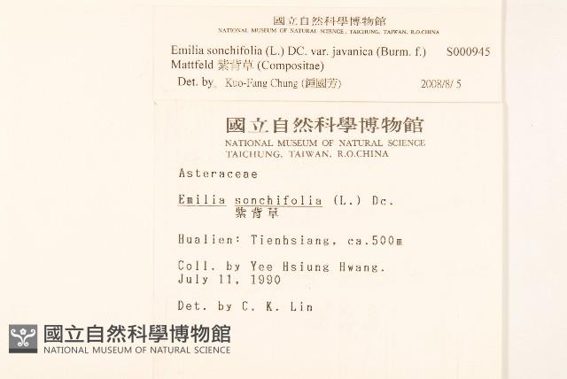 紫背草藏品圖，第2張