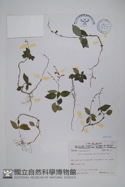 針刺草藏品圖，第1張