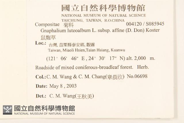 鼠麴草藏品圖，第2張