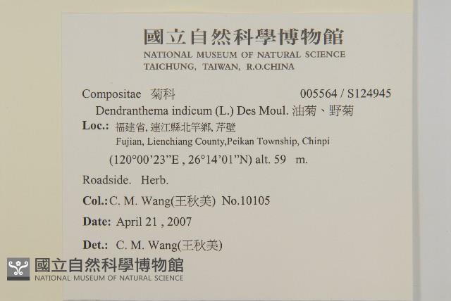 油菊、野菊藏品圖，第2張